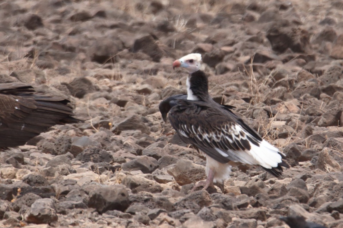 hvithodegribb - ML645991108