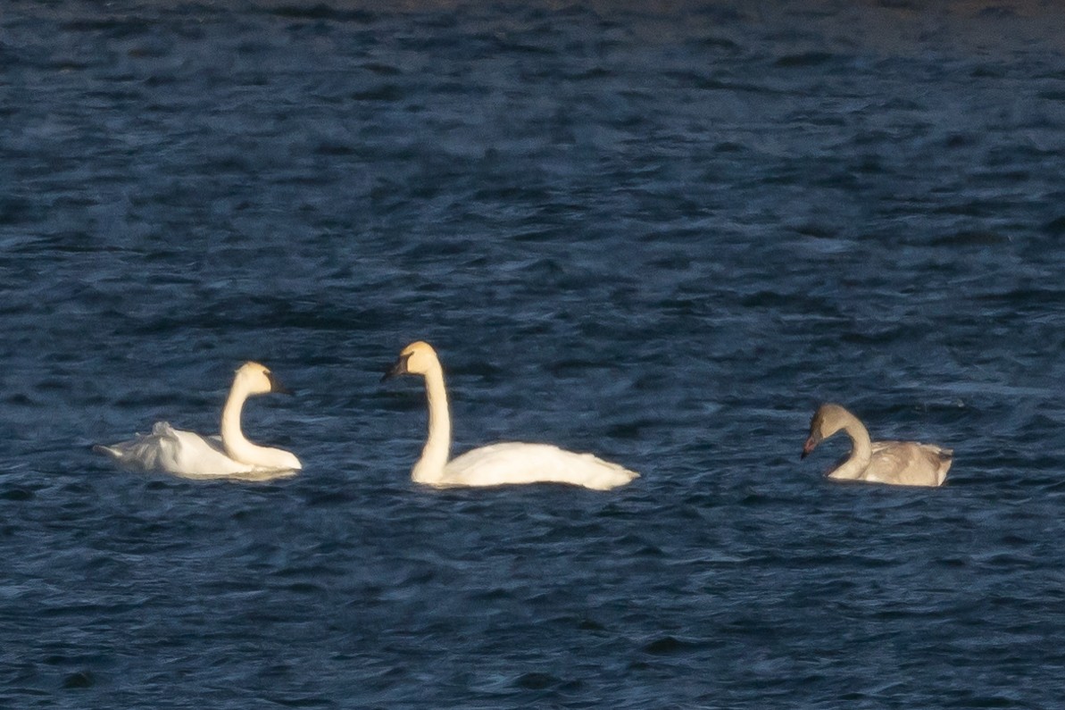 Trumpeter Swan - ML645991112