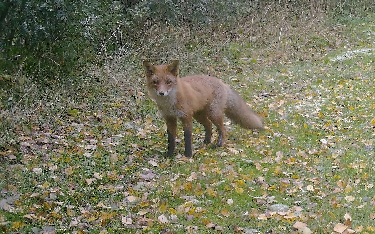 Red Fox - ML645991113