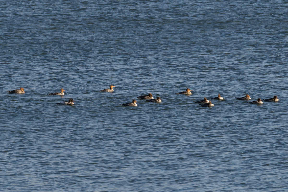 Red-breasted Merganser - ML645991128