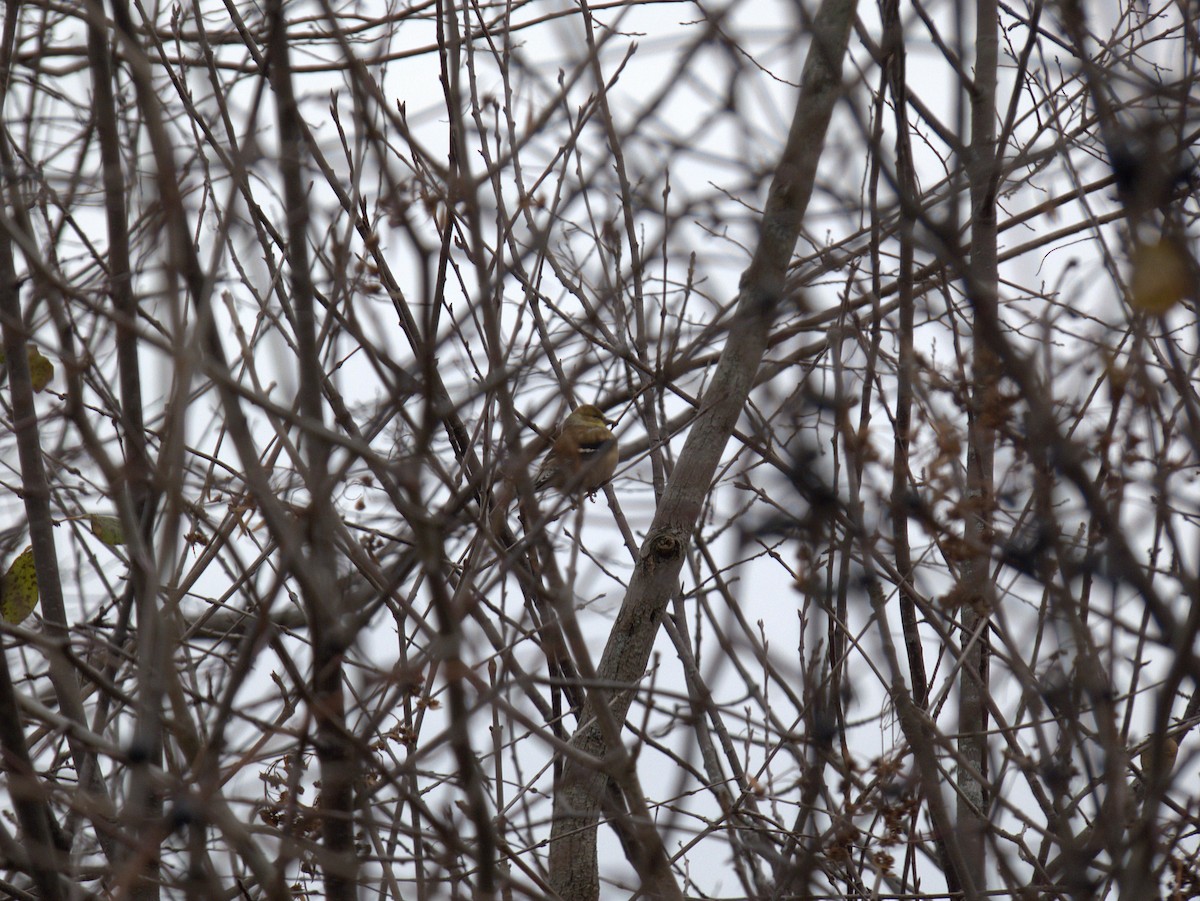 オウゴンヒワ - ML645991129