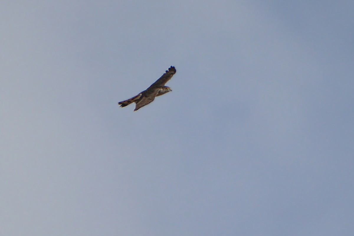 krahujec obecný - ML645991146