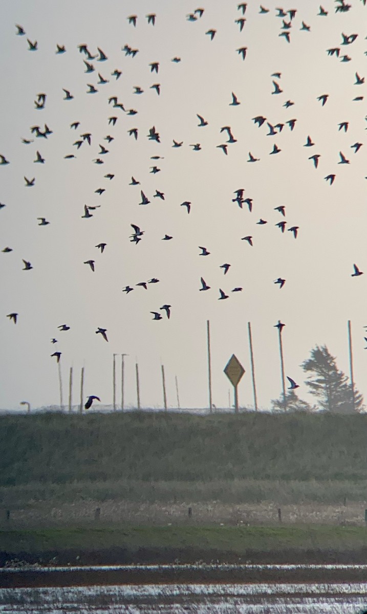 Сивка звичайна - ML645991153