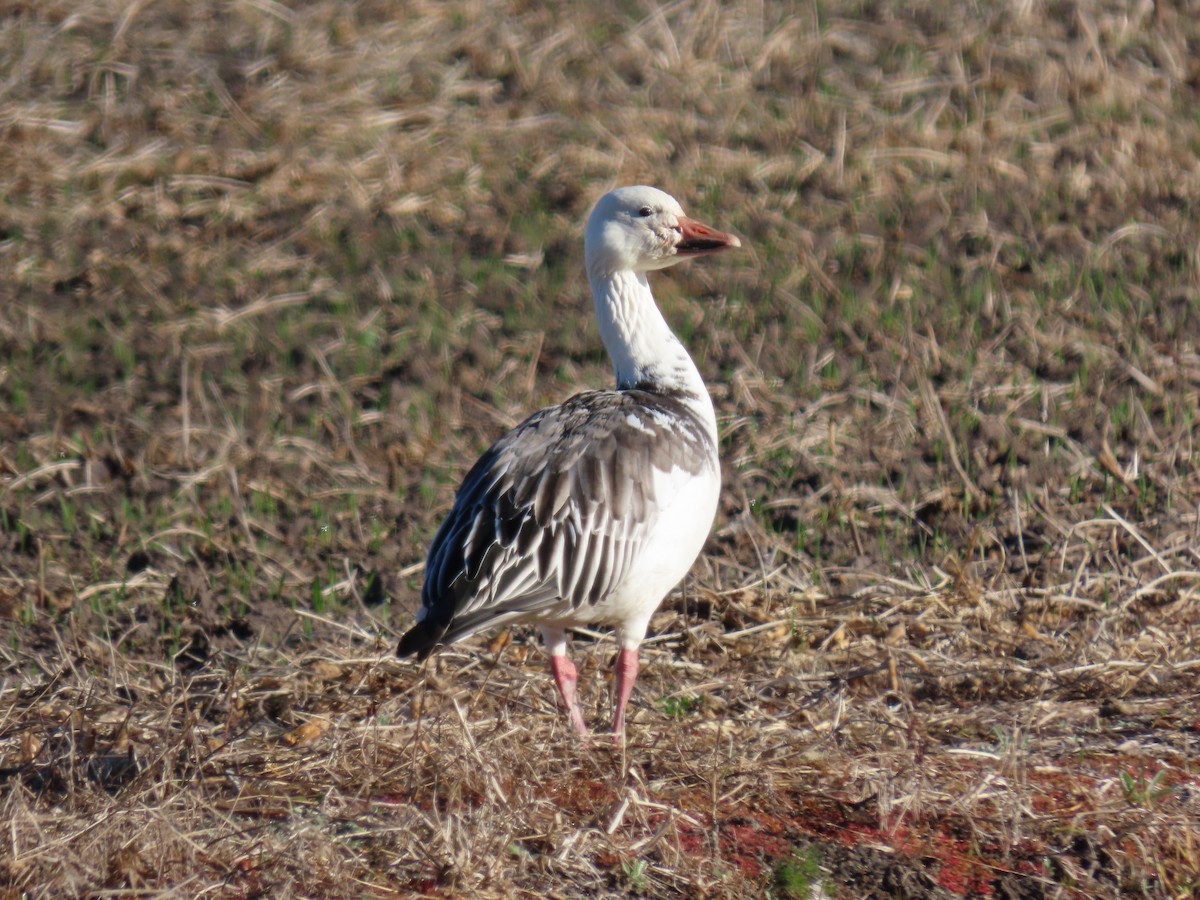 Snow Goose - ML645991159