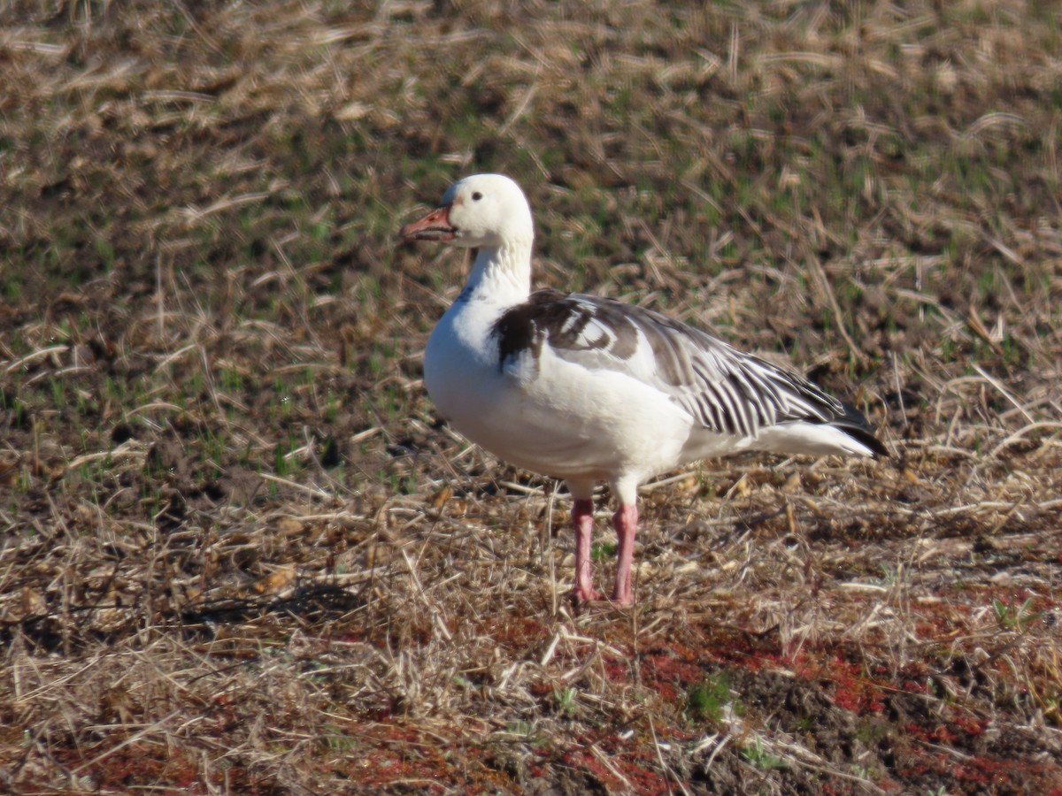 Snow Goose - ML645991160