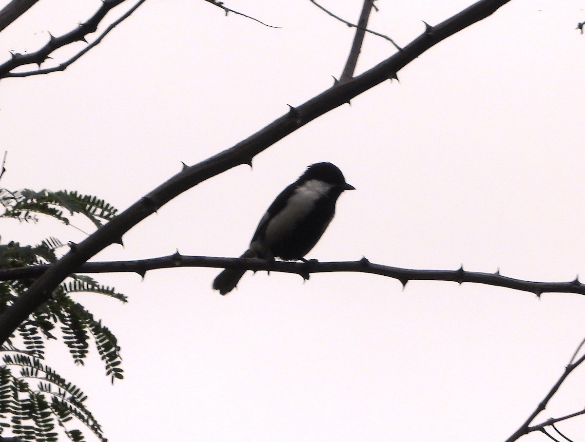 White-naped Tit - ML645991163