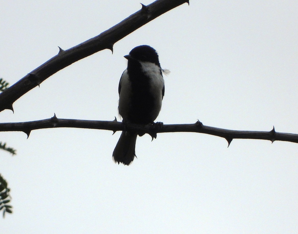White-naped Tit - ML645991165