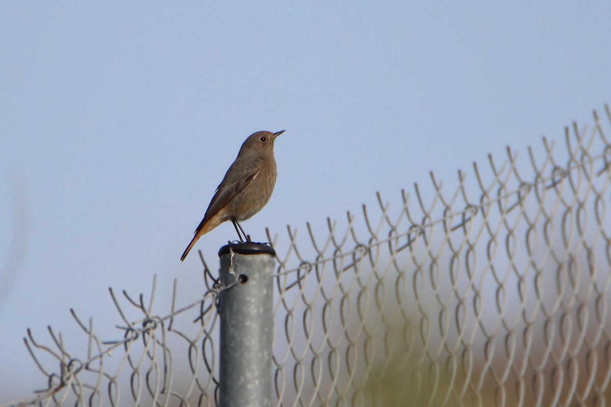 rehek domácí - ML645991167