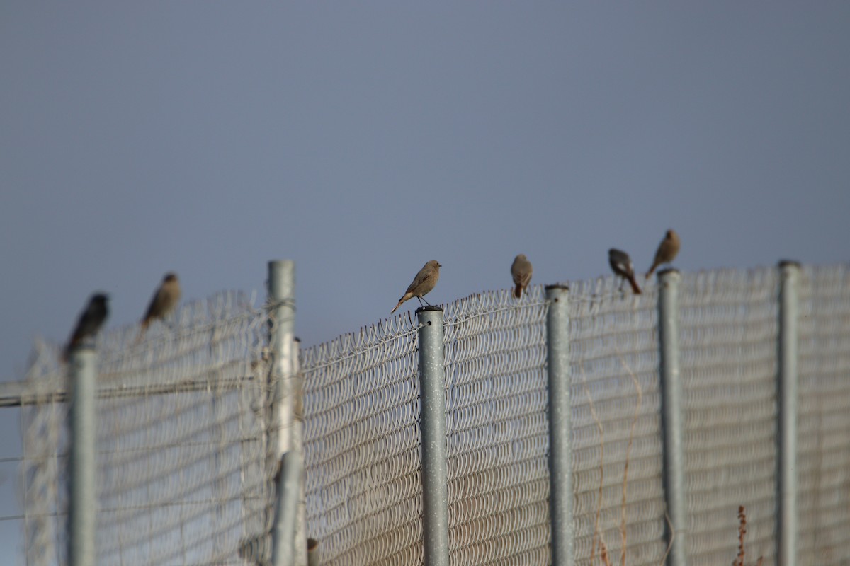 rehek domácí - ML645991168