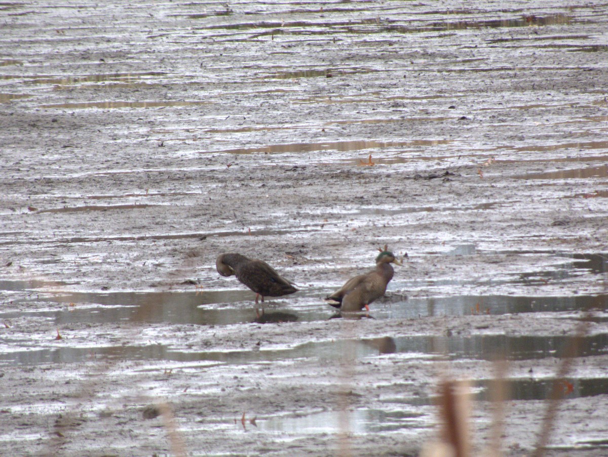 雑種 マガモ ｘ アメリカガモ - ML645991177