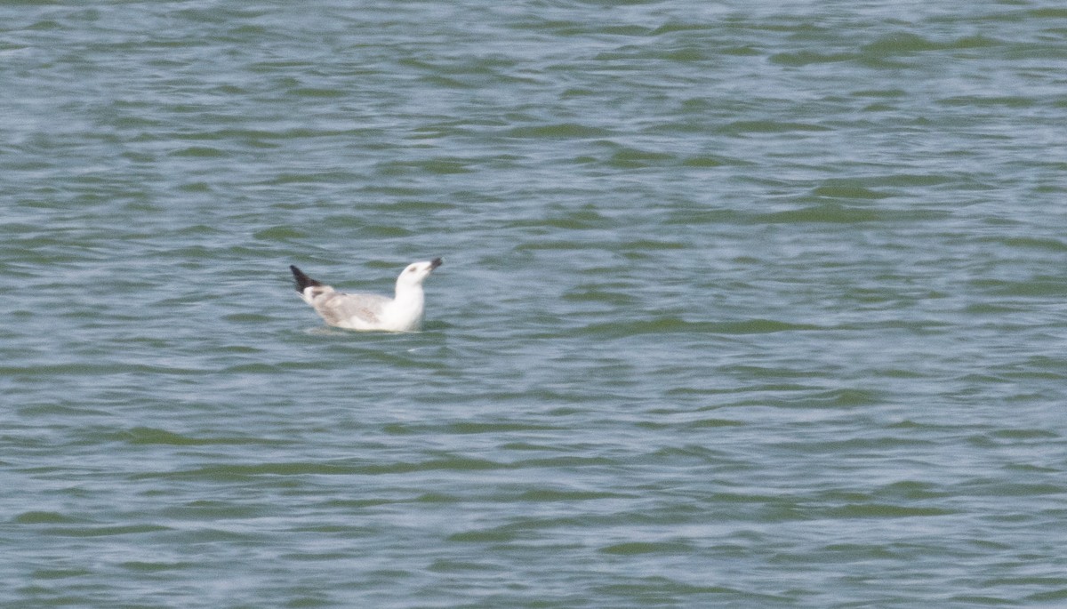 Caspian Gull - ML645991179