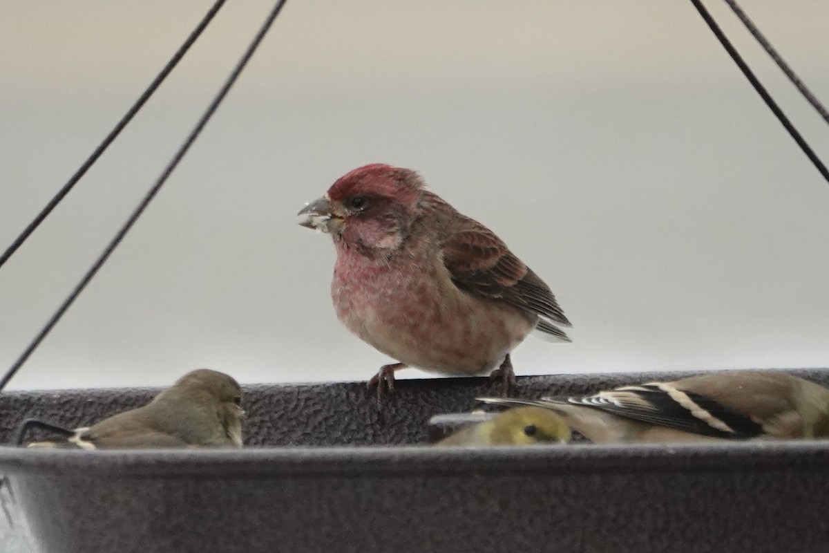 Purple Finch - ML645991188