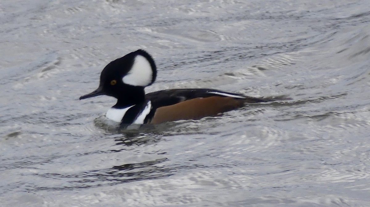 オウギアイサ - ML645991197