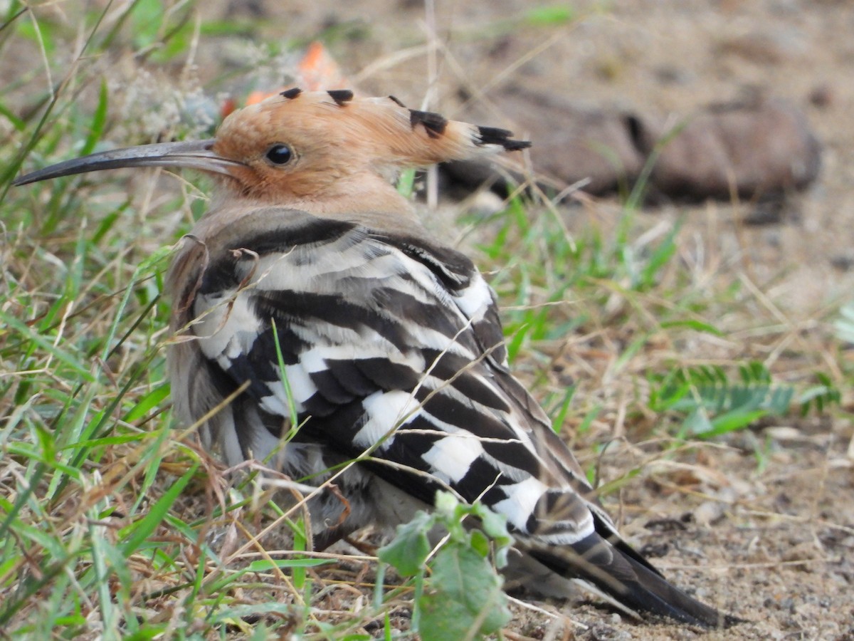 Common Hoopoe - ML645991199