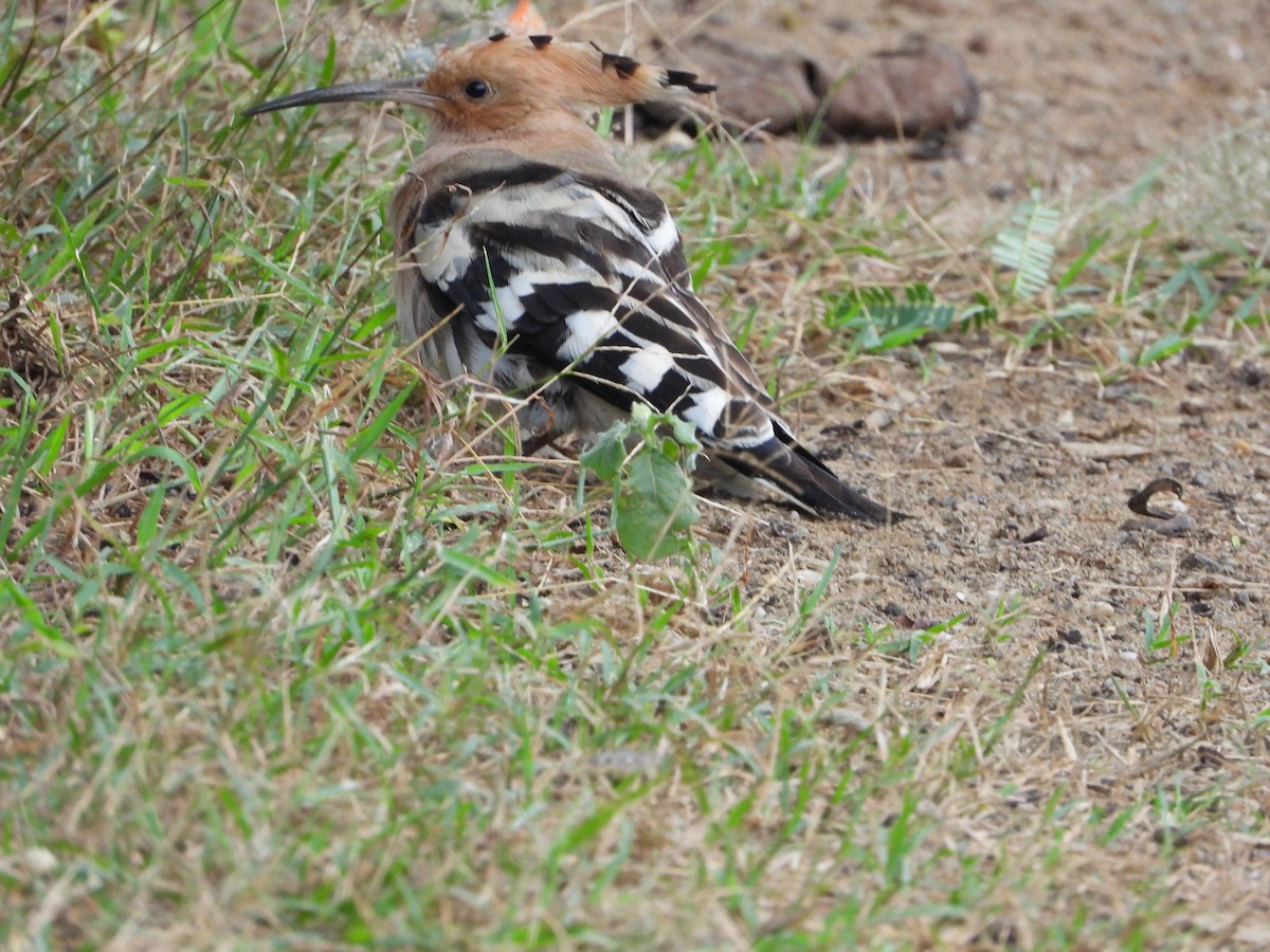 Common Hoopoe - ML645991200