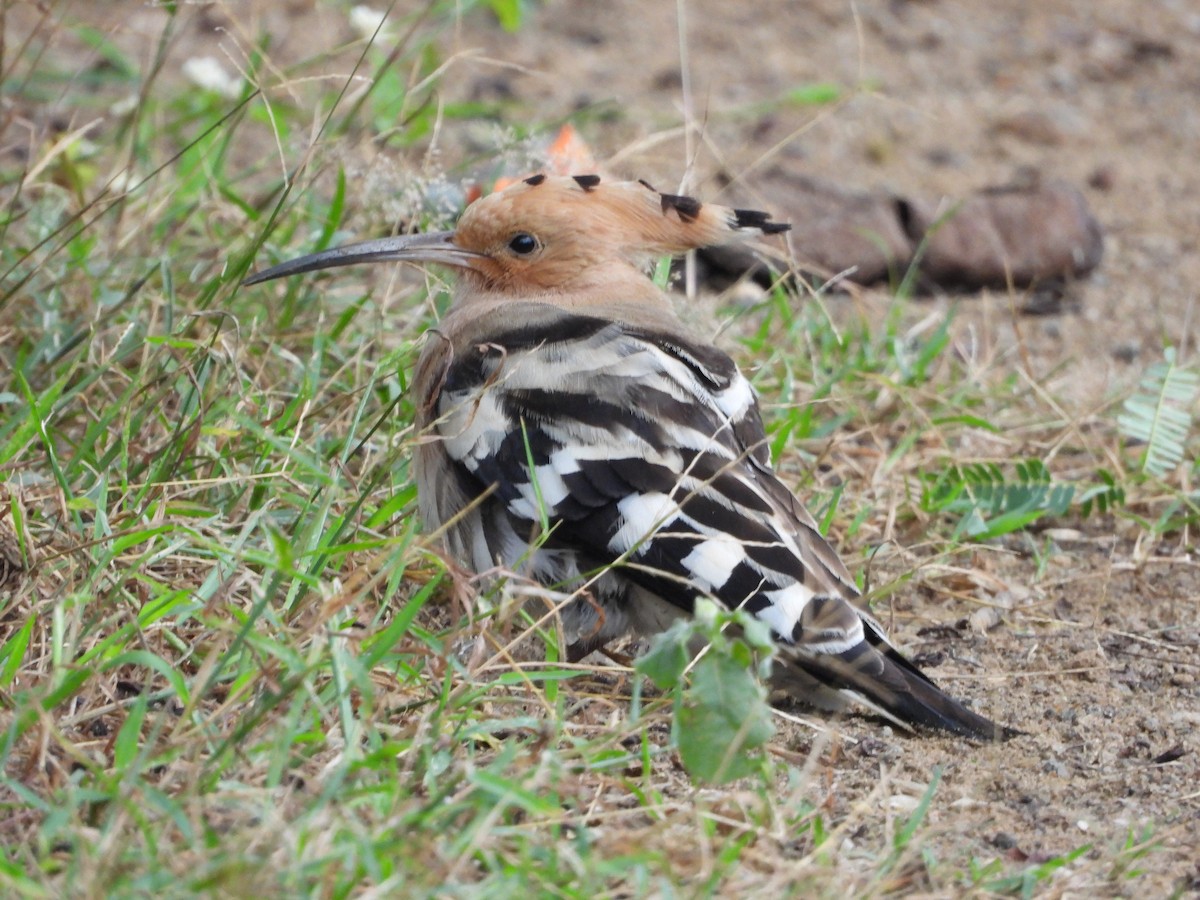 Common Hoopoe - ML645991201