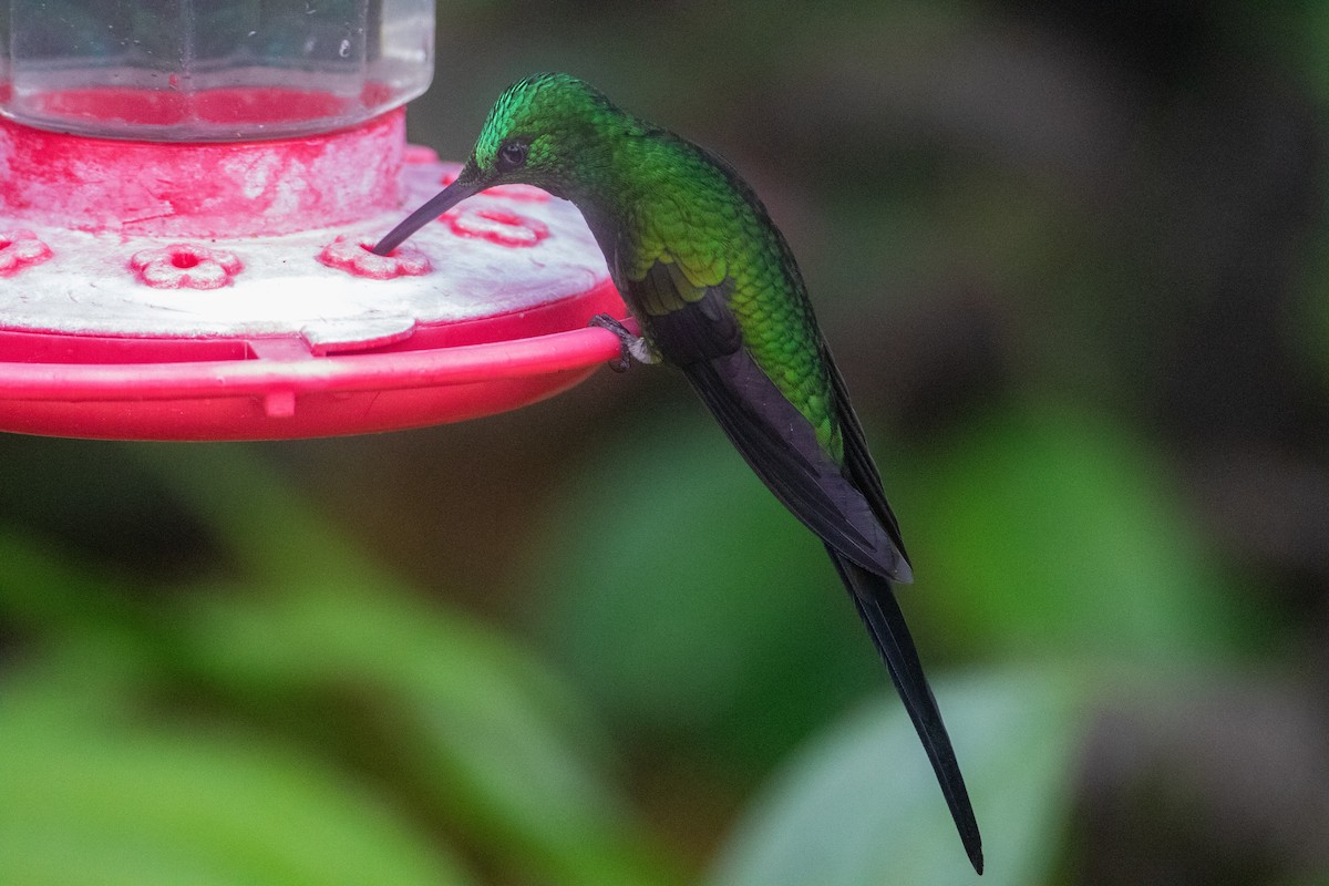 Empress Brilliant - ML645991203