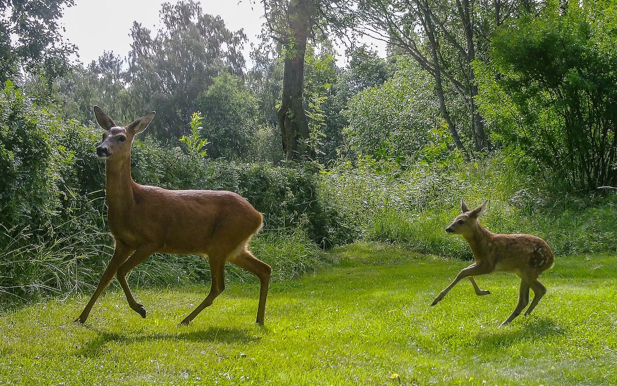 Western Roe Deer - ML645991216