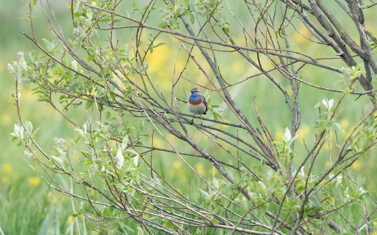 Bluethroat (Caucasian) - ML645991225