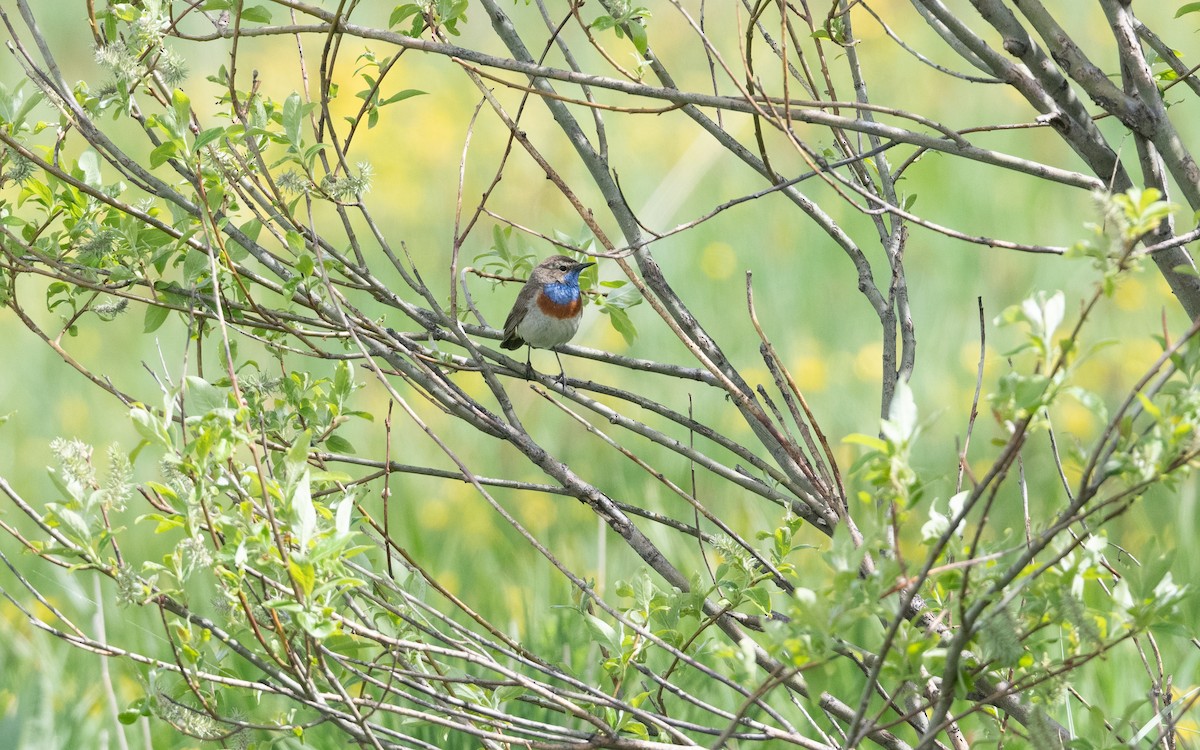 Bluethroat (Caucasian) - ML645991226