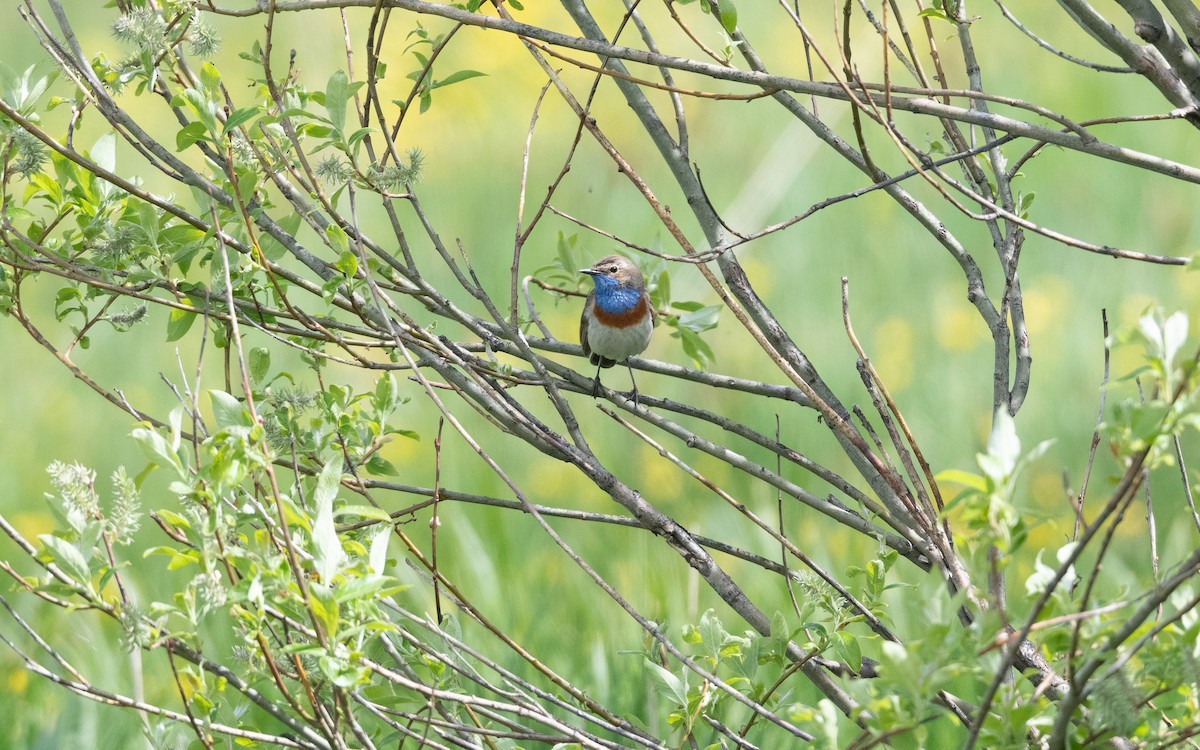 Bluethroat (Caucasian) - ML645991227