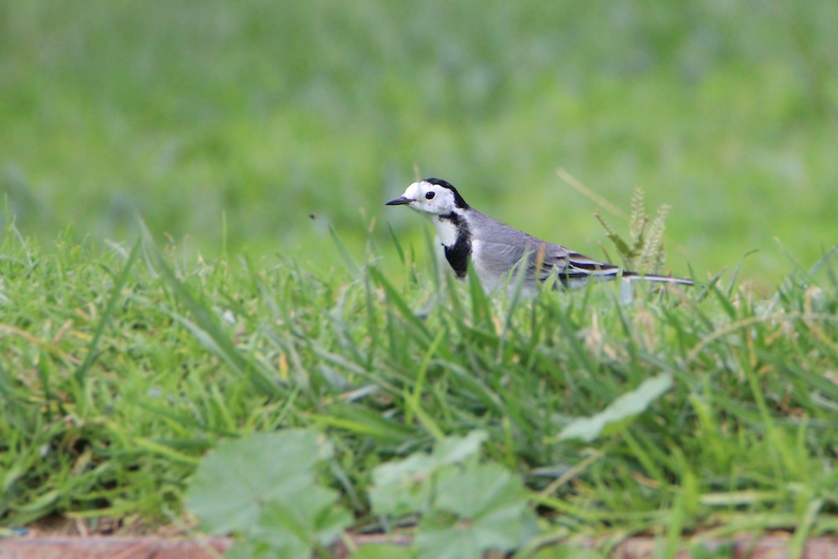 konipas bílý - ML645991229