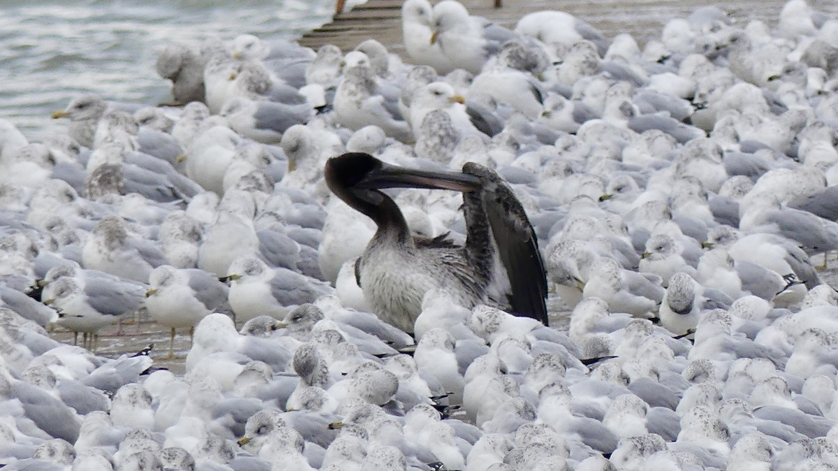 カッショクペリカン - ML645991232