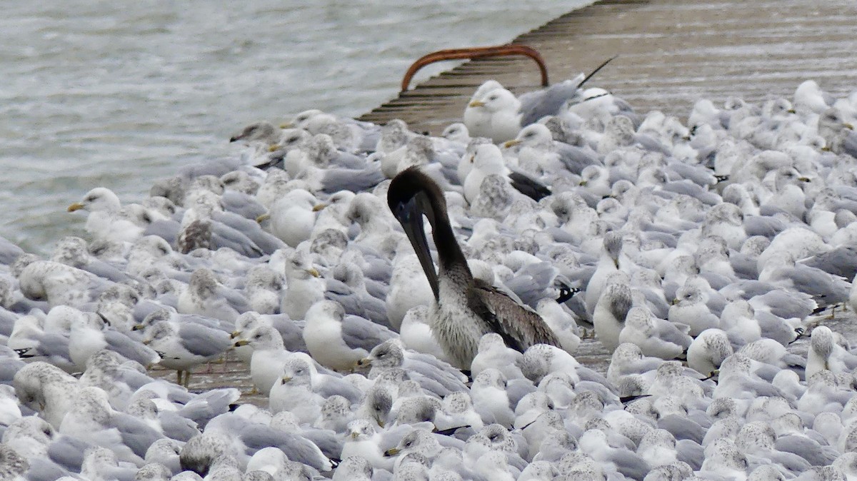 カッショクペリカン - ML645991233