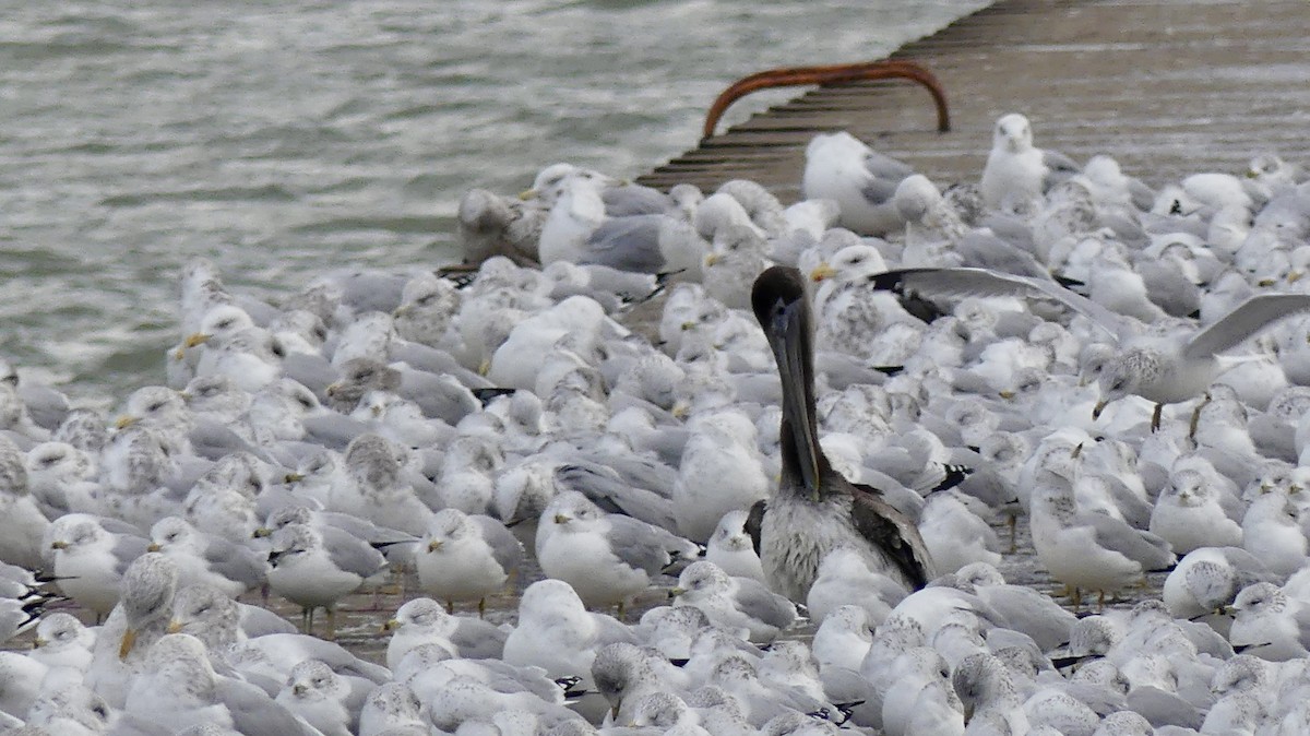 カッショクペリカン - ML645991234