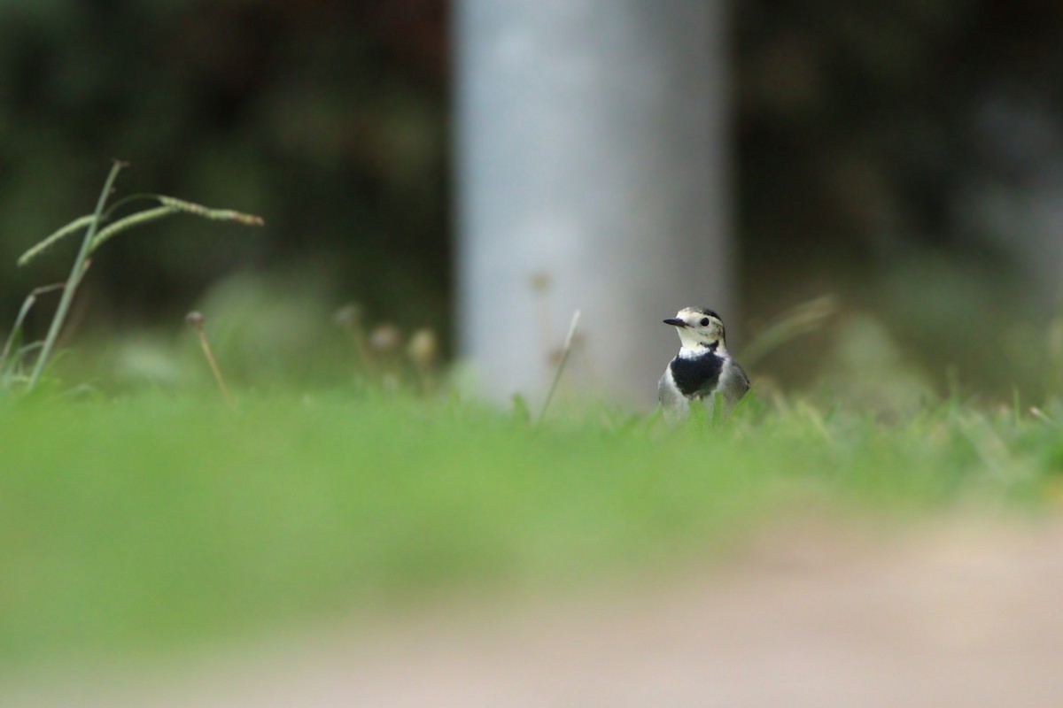 konipas bílý - ML645991235