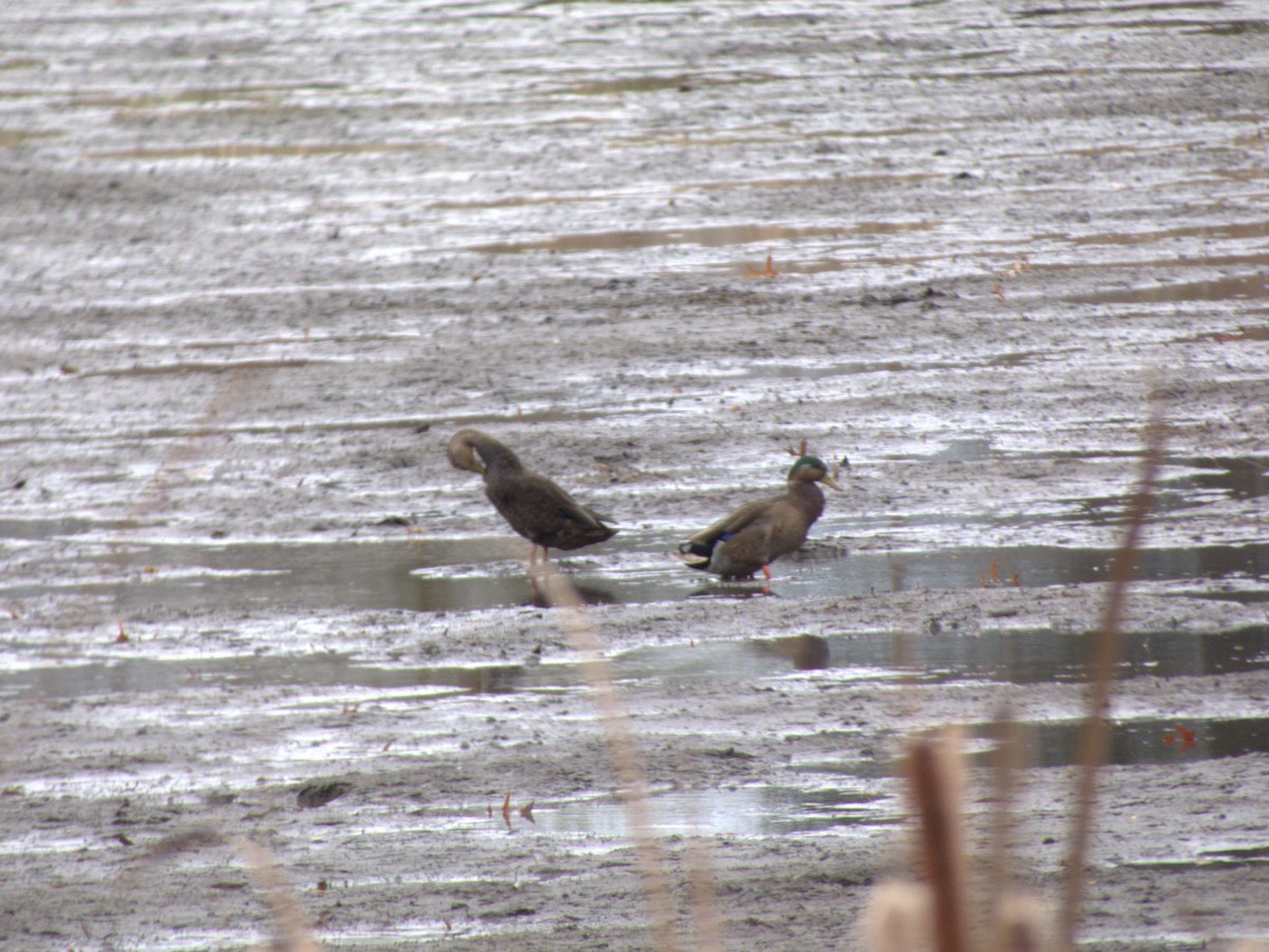 マガモ - ML645991237