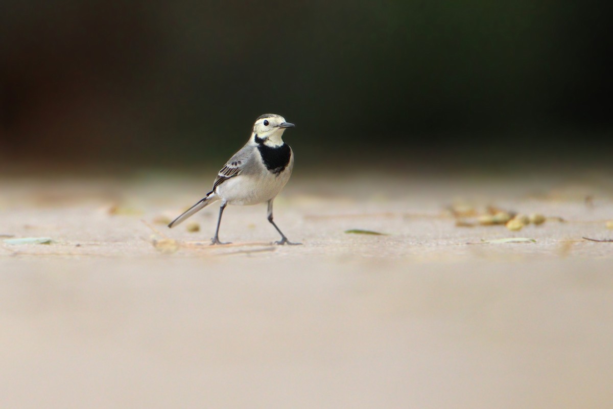 konipas bílý - ML645991252