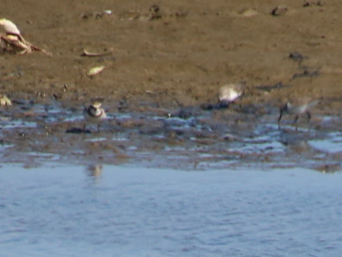 Semipalmated Plover - ML645991253