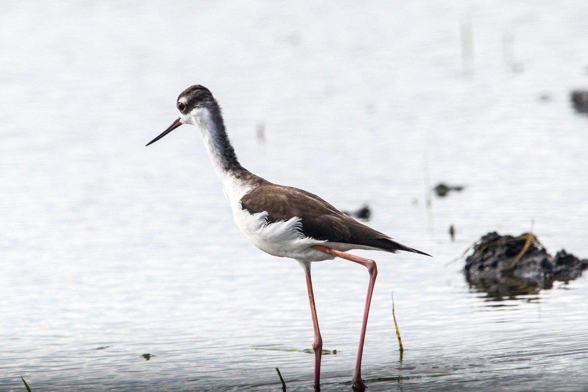 Black-necked Stilt - ML645991254