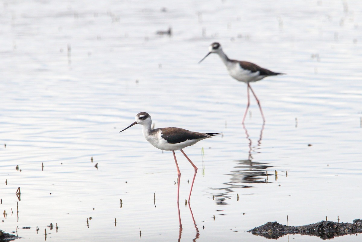 Black-necked Stilt - ML645991255