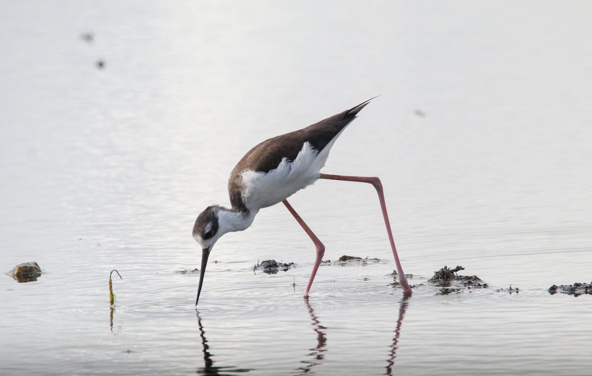 Black-necked Stilt - ML645991256