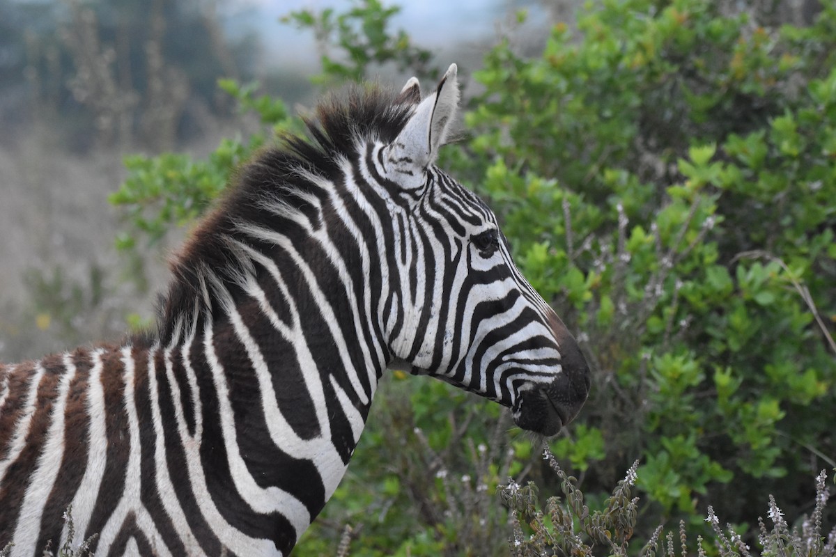 Plains Zebra - ML645991260