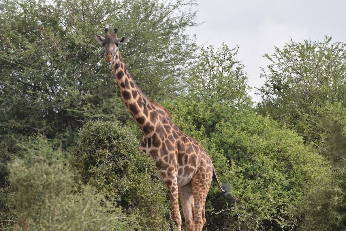 Maasai Giraffe - ML645991262