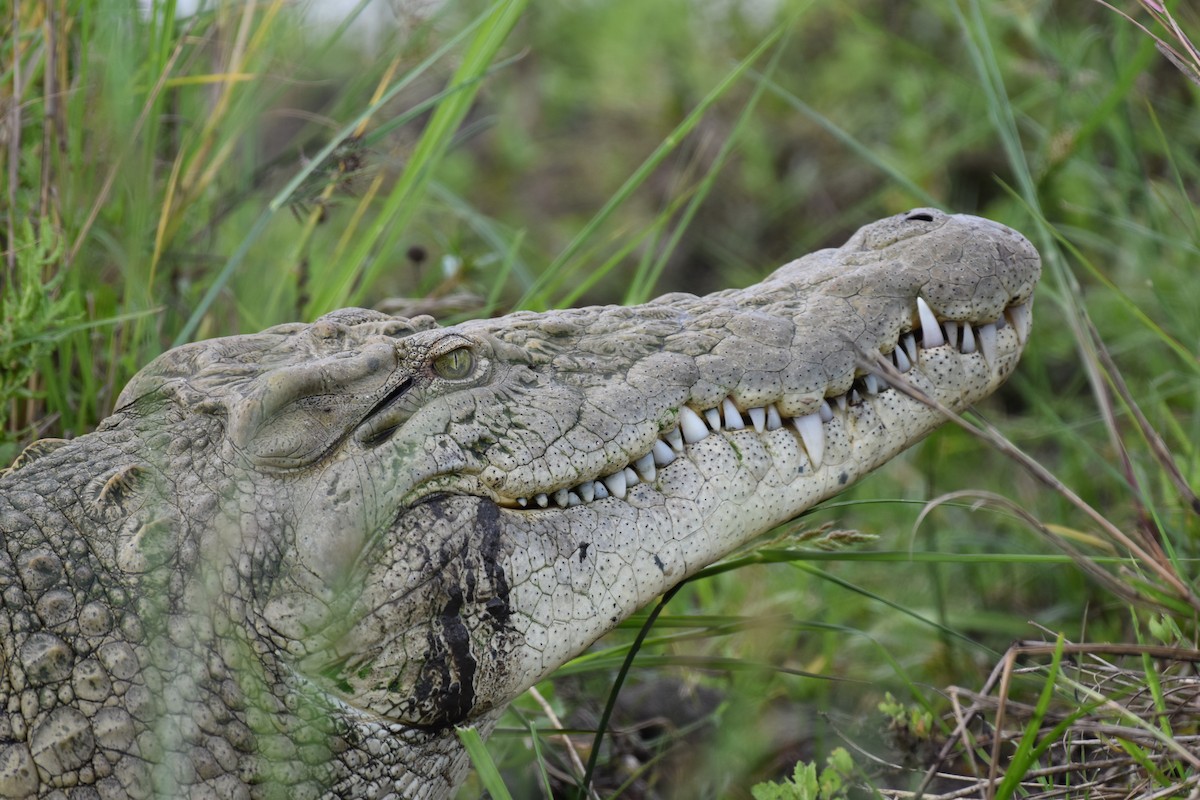 Nile Crocodile - ML645991263