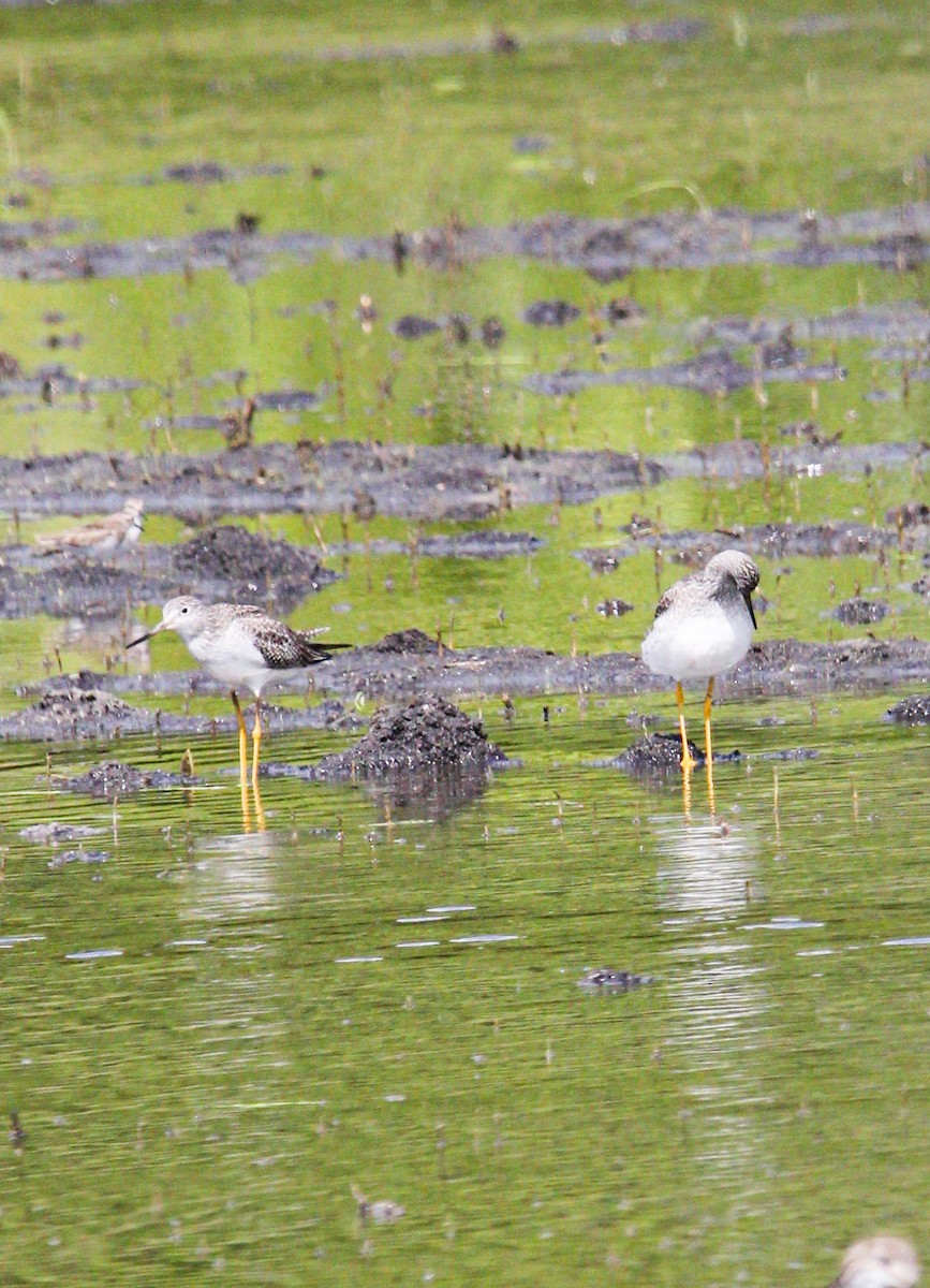 Greater Yellowlegs - ML645991269