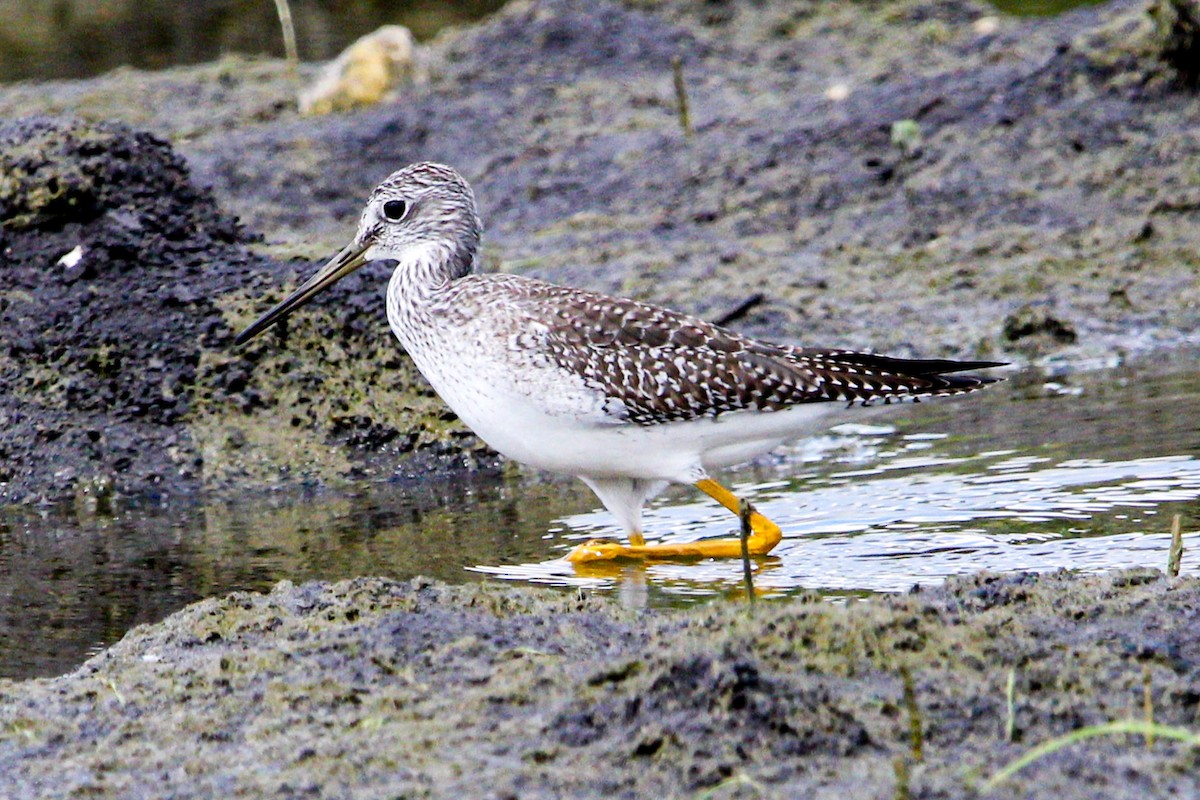 Greater Yellowlegs - ML645991270
