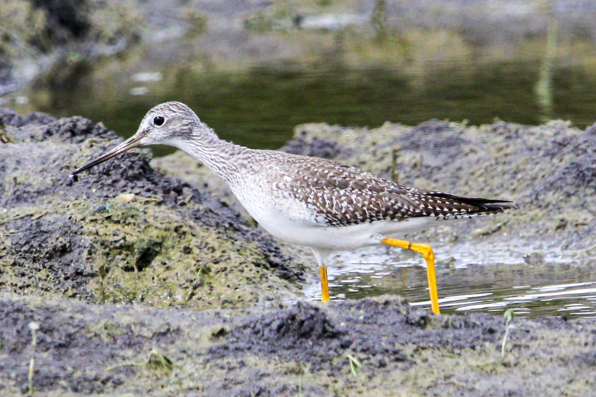 Greater Yellowlegs - ML645991272