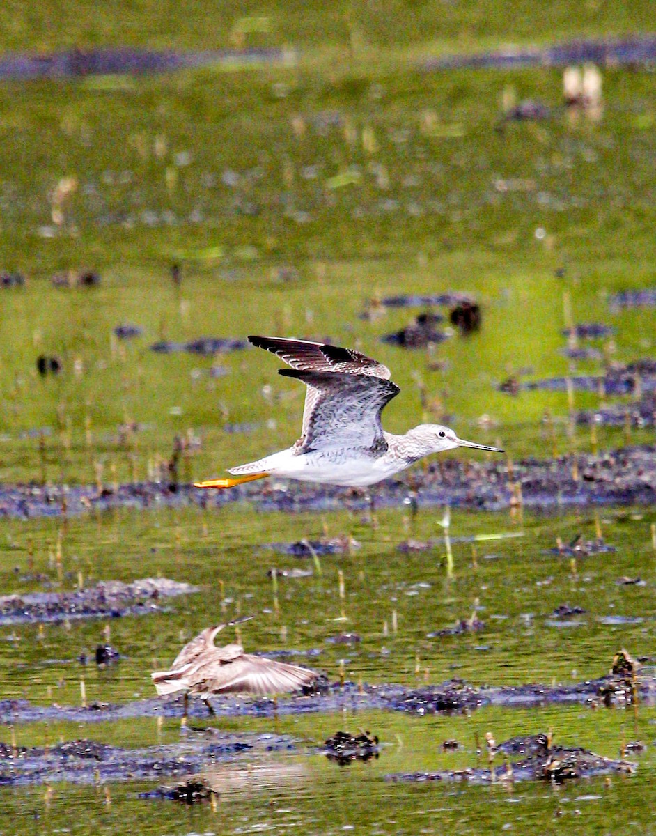 Greater Yellowlegs - ML645991273