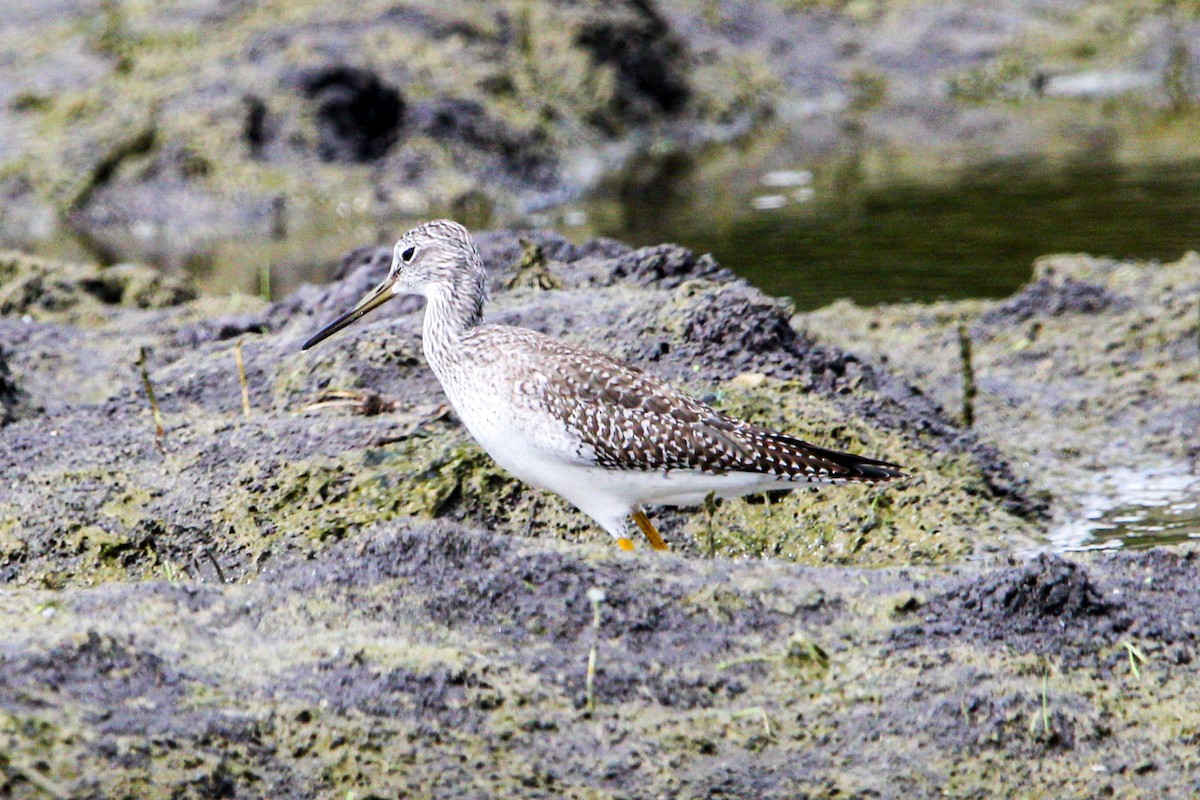 Greater Yellowlegs - ML645991274