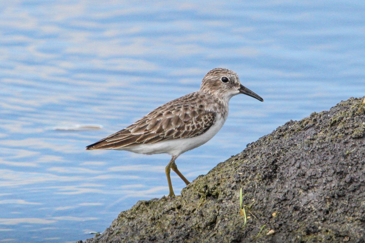 Least Sandpiper - ML645991281