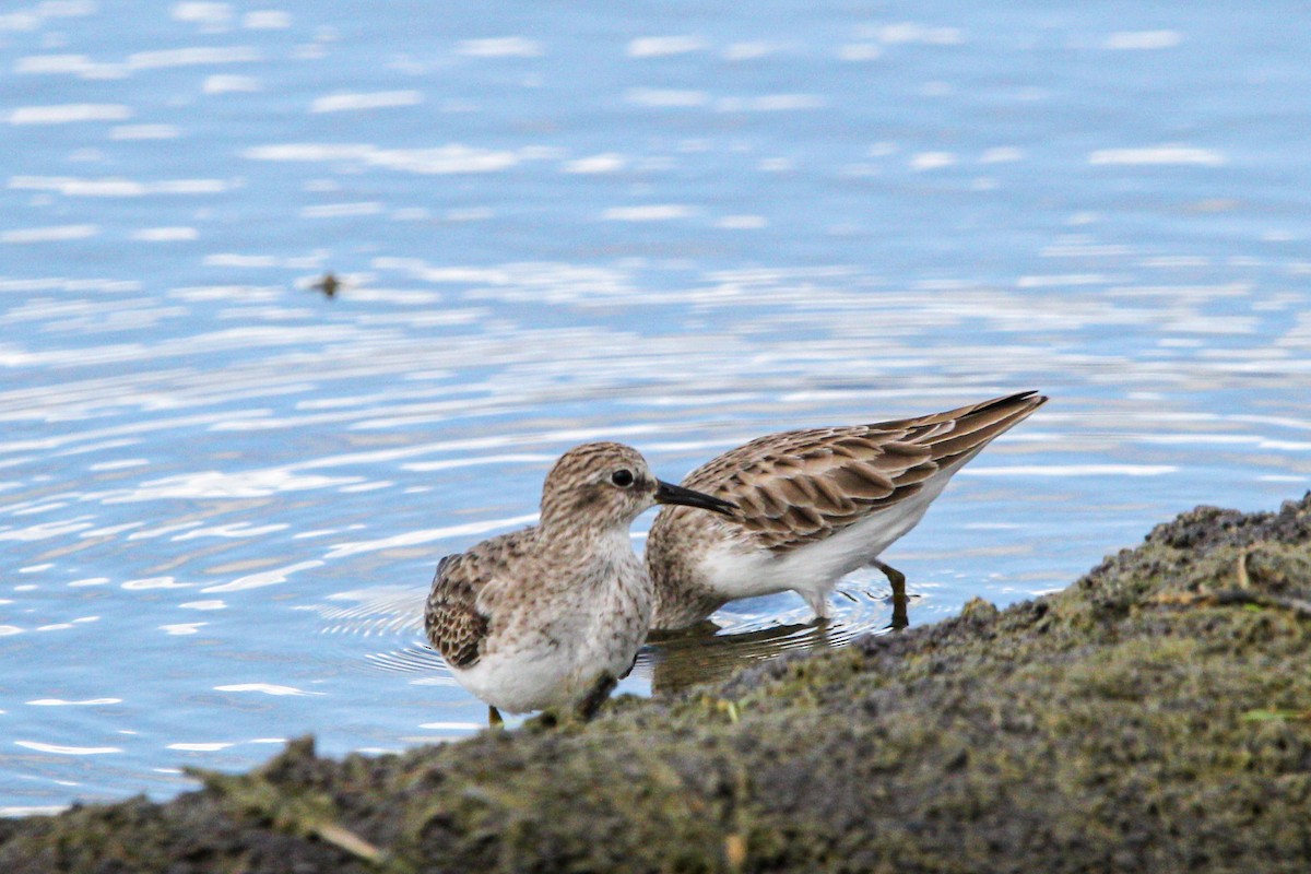 Least Sandpiper - ML645991283