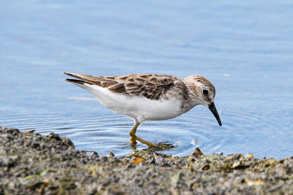 Least Sandpiper - ML645991285