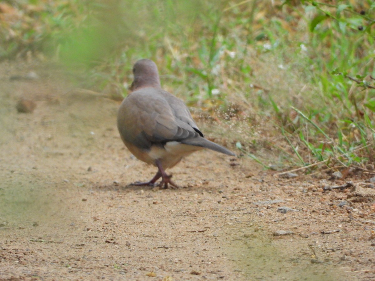 Laughing Dove - ML645991291
