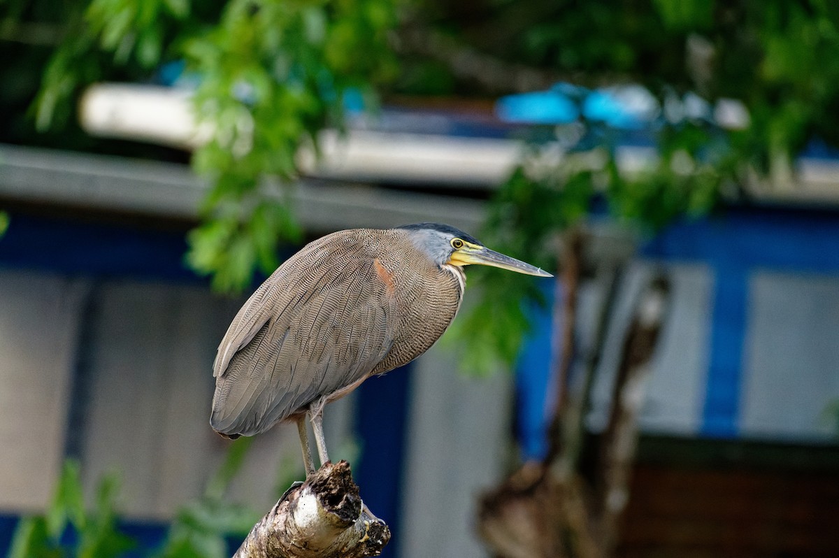 Bare-throated Tiger-Heron - ML645991293