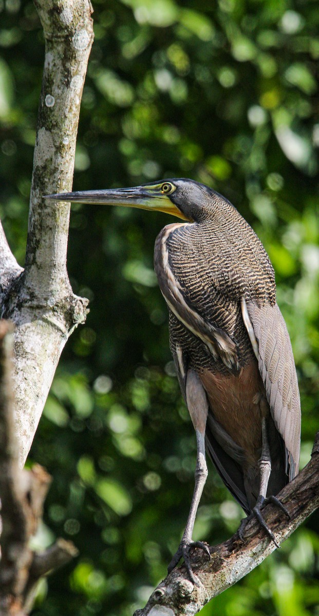 Bare-throated Tiger-Heron - ML645991295